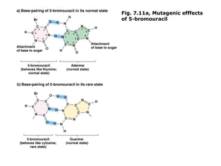 Fig. 7.11a, Mutagenic efffects
of 5-bromouracil
 