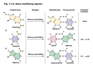 Fig. 7.12, Base-modifying agents.
 