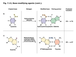 Fig. 7.12, Base-modifying agents (cont.).
 