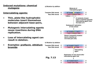 Induced mutations: chemical
   mutagens

Intercalating agents:

•   Thin, plate-like hydrophobic
    molecules insert themselves
    between adjacent base-pairs,

•   Mutagenic intercalating agents
    cause insertions during DNA
    replication.

•   Loss of intercalating agent can
    result in deletion.

•   Examples: proflavin, ethidium
    bromide



                                      Fig. 7.13
 