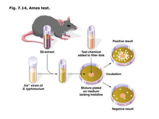 Fig. 7.14, Ames test.
 