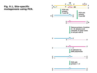 Fig. 9.1, Site-specific
mutagenesis using PCR.
 