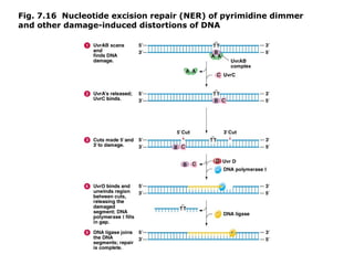 Fig. 7.16 Nucleotide excision repair (NER) of pyrimidine dimmer
and other damage-induced distortions of DNA
 