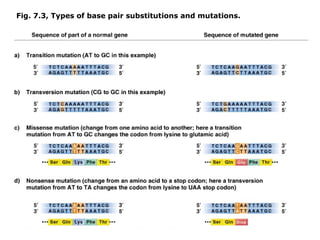Fig. 7.3, Types of base pair substitutions and mutations.
 