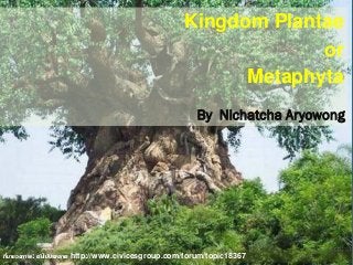 Kingdom Plantae
or
Metaphyta
By Nichatcha Aryowong
ที่มาของภาพ: ต้นไม้ประหลาด http://www.civicesgroup.com/forum/topic18367
 