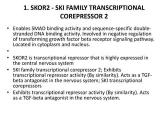 1. SKOR2 - SKI FAMILY TRANSCRIPTIONAL
COREPRESSOR 2
• Enables SMAD binding activity and sequence-specific double-
stranded DNA binding activity. Involved in negative regulation
of transforming growth factor beta receptor signaling pathway.
Located in cytoplasm and nucleus.
•
• SKOR2 is transcriptional repressor that is highly expressed in
the central nervous system
• SKI family transcriptional corepressor 2; Exhibits
transcriptional repressor activity (By similarity). Acts as a TGF-
beta antagonist in the nervous system; SKI transcriptional
corepressors
• Exhibits transcriptional repressor activity (By similarity). Acts
as a TGF-beta antagonist in the nervous system.
 