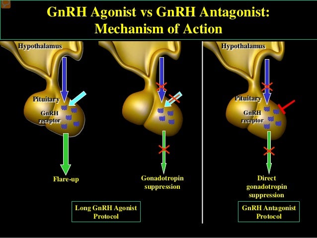 UNDERSTANDING DOWN REGULATION GnRH Agonists and Antagonists In ART