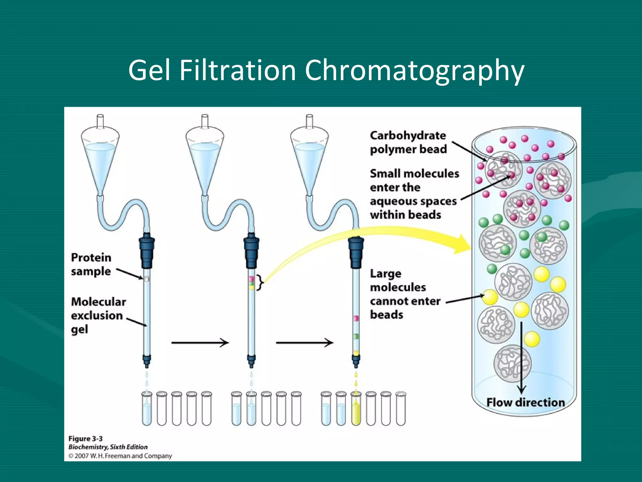 Gel Filtration Chromatography

 