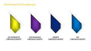 4.Purification by Chromatography
GEL FILTRATION
CHROMATOGRAPHY
ION EXCHANGE
CHROMATOGRAPHY
AFFINITY
CHROMATOGRAPHY
HIC
CHROMATOGRAPHY
 