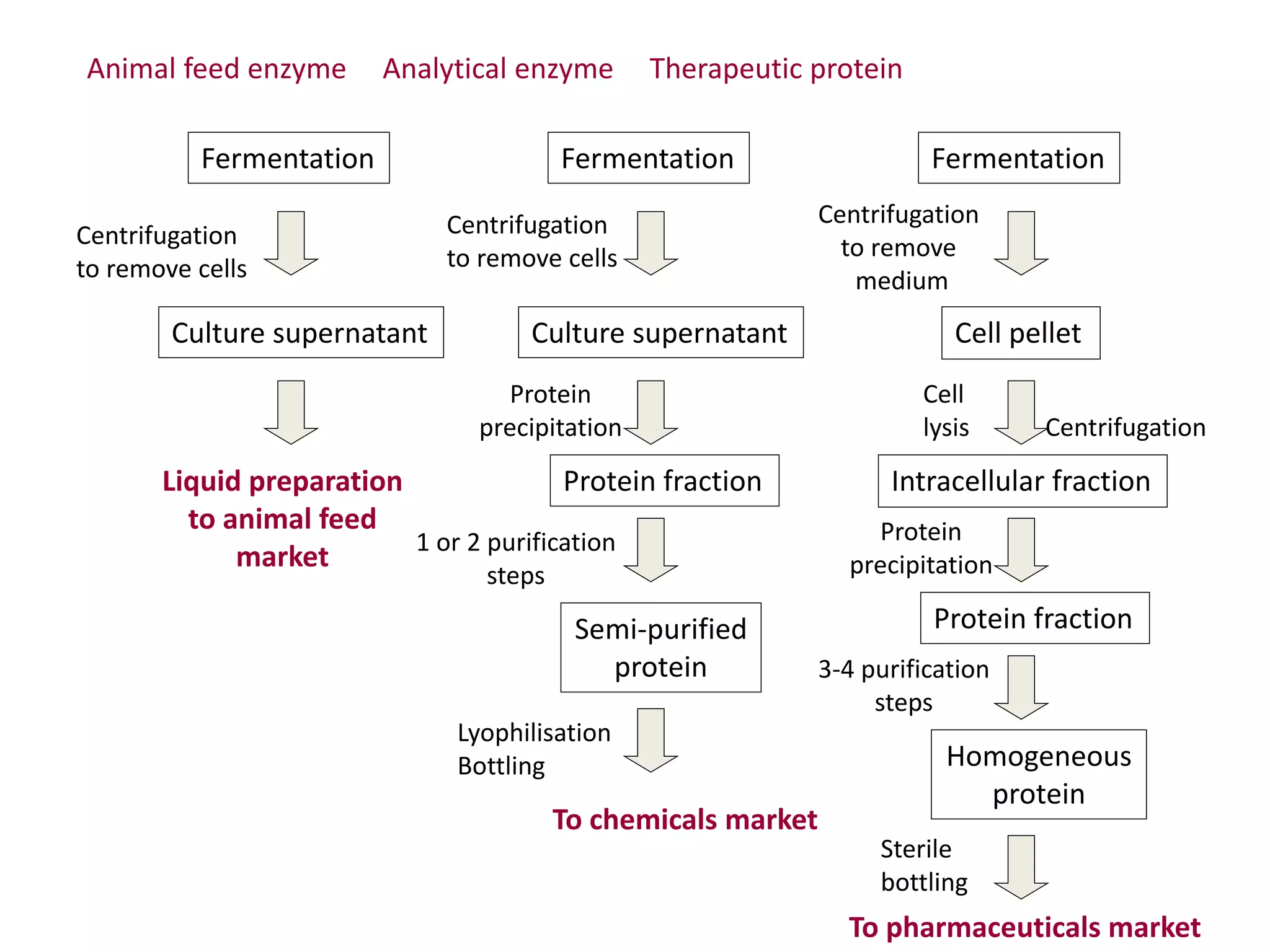 Fermentation
Culture supernatant
Centrifugation
to remove cells
Liquid preparation
to animal feed
market
Fermentation
Culture supernatant
Fermentation
Cell pellet
Intracellular fraction
Animal feed enzyme Analytical enzyme Therapeutic protein
Centrifugation
to remove cells
Centrifugation
to remove
medium
Protein
precipitation
Cell
lysis Centrifugation
Protein fraction
Protein
precipitation
Protein fraction
1 or 2 purification
steps
Semi-purified
protein 3-4 purification
steps
Homogeneous
protein
Sterile
bottling
To pharmaceuticals market
Lyophilisation
Bottling
To chemicals market
 