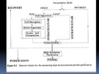 Downstream processing | PPTX
