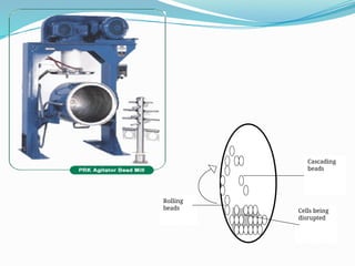 down stream processing- ankit.pptx baca aau | PPTX