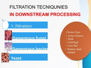 Comprehensive Downstream Processing Techniques for Industrial Enzyme ...