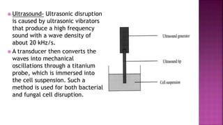  Ultrasound- Ultrasonic disruption
is caused by ultrasonic vibrators
that produce a high frequency
sound with a wave density of
about 20 kHz/s.
 A transducer then converts the
waves into mechanical
oscillations through a titanium
probe, which is immersed into
the cell suspension. Such a
method is used for both bacterial
and fungal cell disruption.
 