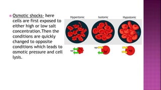  Osmotic shocks- here
cells are first exposed to
either high or low salt
concentration.Then the
conditions are quickly
changed to opposite
conditions which leads to
osmotic pressure and cell
lysis.
 