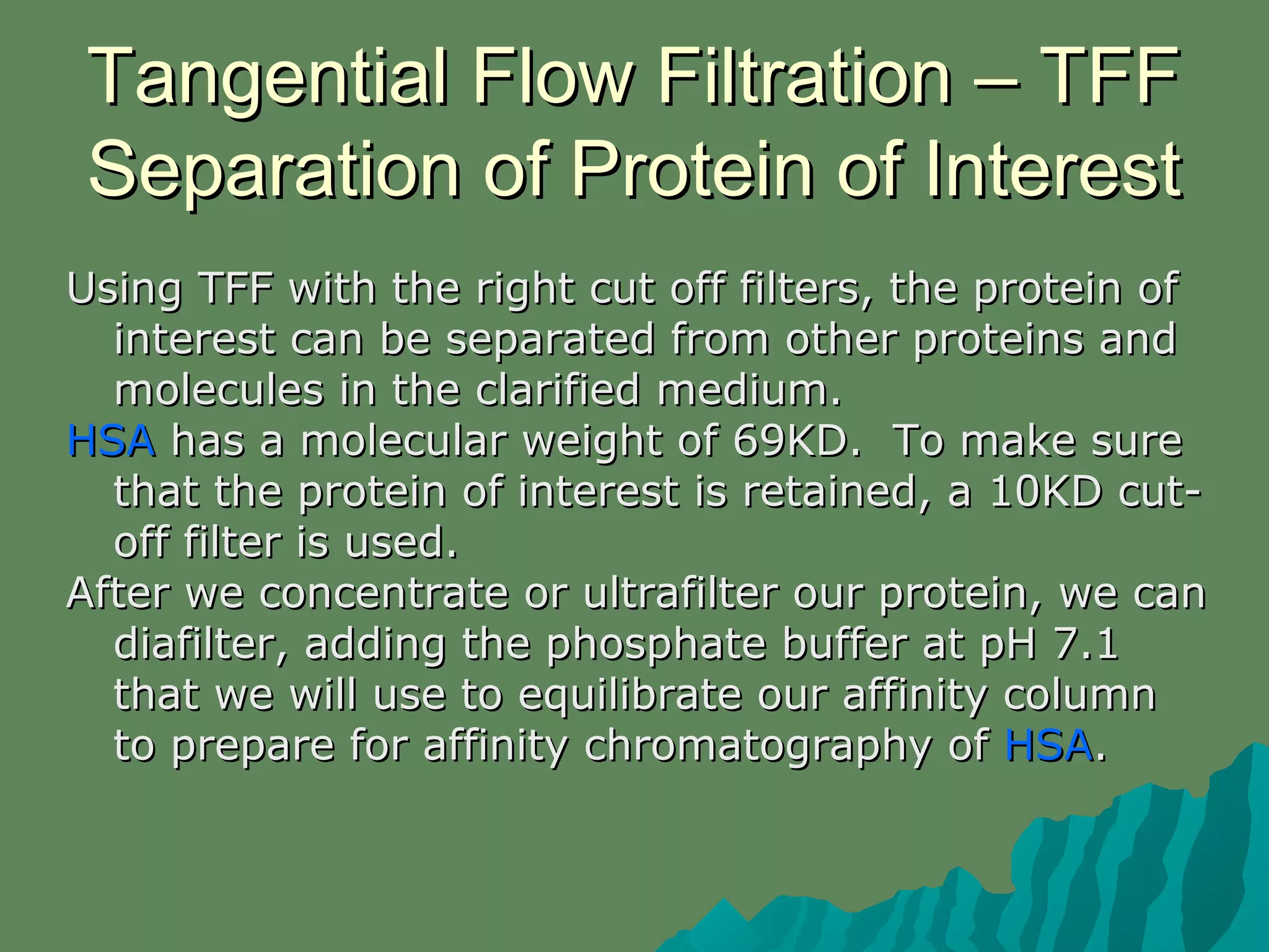 Tangential Flow Filtration – TFFTangential Flow Filtration – TFF
Separation of Protein of InterestSeparation of Protein of Interest
Using TFF with the right cut off filters, the protein ofUsing TFF with the right cut off filters, the protein of
interest can be separated from other proteins andinterest can be separated from other proteins and
molecules in the clarified medium.molecules in the clarified medium.
HSAHSA has a molecular weight of 69KD. To make surehas a molecular weight of 69KD. To make sure
that the protein of interest is retained, a 10KD cut-that the protein of interest is retained, a 10KD cut-
off filter is used.off filter is used.
After we concentrate or ultrafilter our protein, we canAfter we concentrate or ultrafilter our protein, we can
diafilter, adding the phosphate buffer at pH 7.1diafilter, adding the phosphate buffer at pH 7.1
that we will use to equilibrate our affinity columnthat we will use to equilibrate our affinity column
to prepare for affinity chromatography ofto prepare for affinity chromatography of HSAHSA..
 