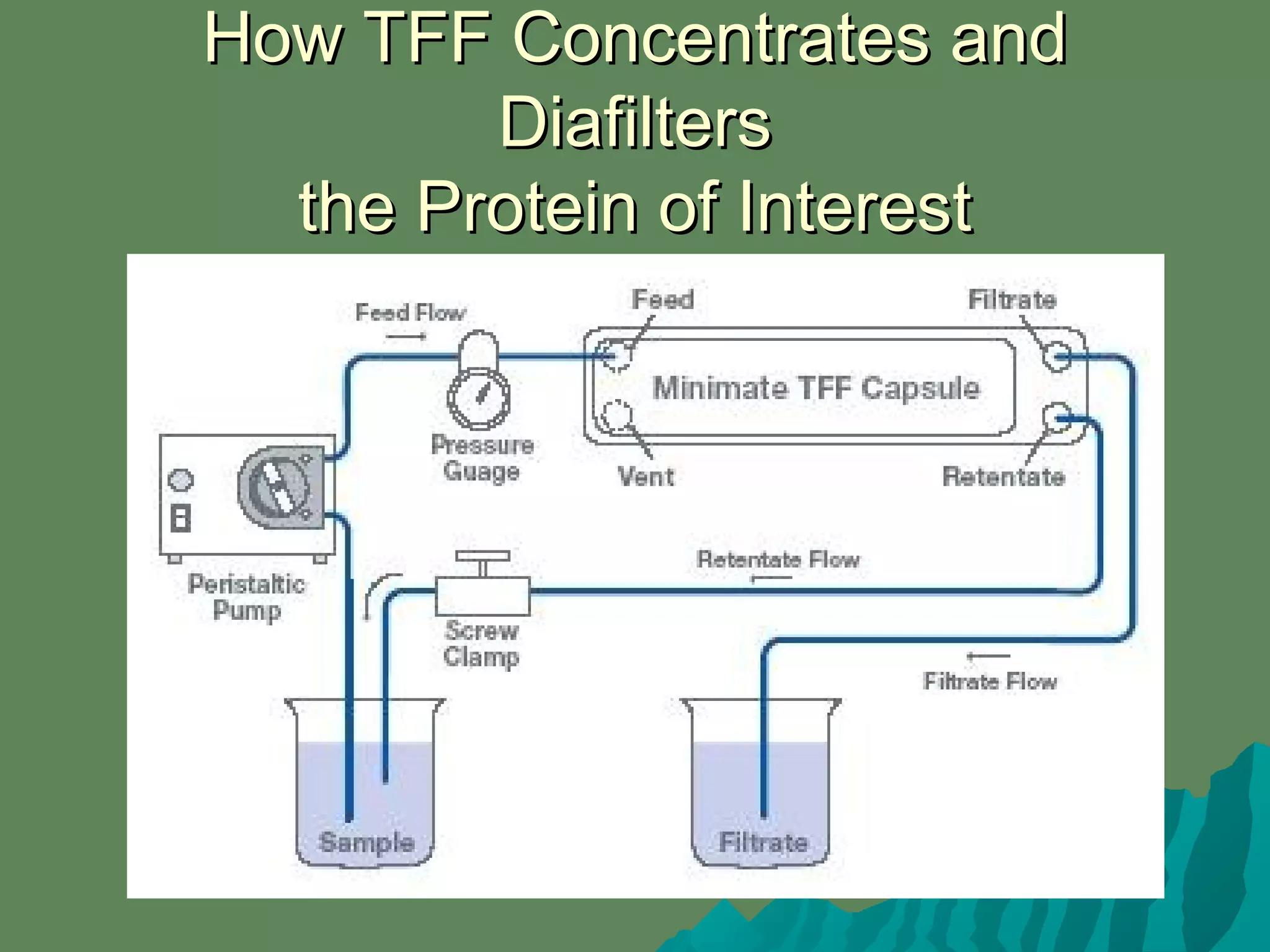 How TFF Concentrates andHow TFF Concentrates and
DiafiltersDiafilters
the Protein of Interestthe Protein of Interest
 