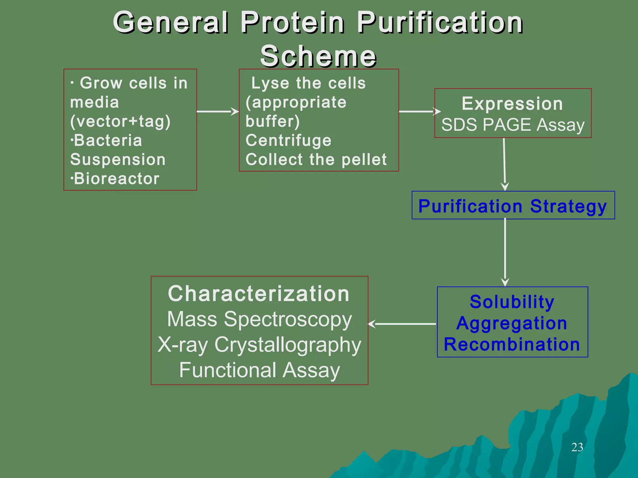 23
General Protein PurificationGeneral Protein Purification
SchemeScheme
• Grow cells in
media
(vector+tag)
•Bacteria
Suspension
•Bioreactor
Purification Strategy
Expression
SDS PAGE Assay
Solubility
Aggregation
Recombination
Characterization
Mass Spectroscopy
X-ray Crystallography
Functional Assay
Lyse the cells
(appropriate
buffer)
Centrifuge
Collect the pellet
 