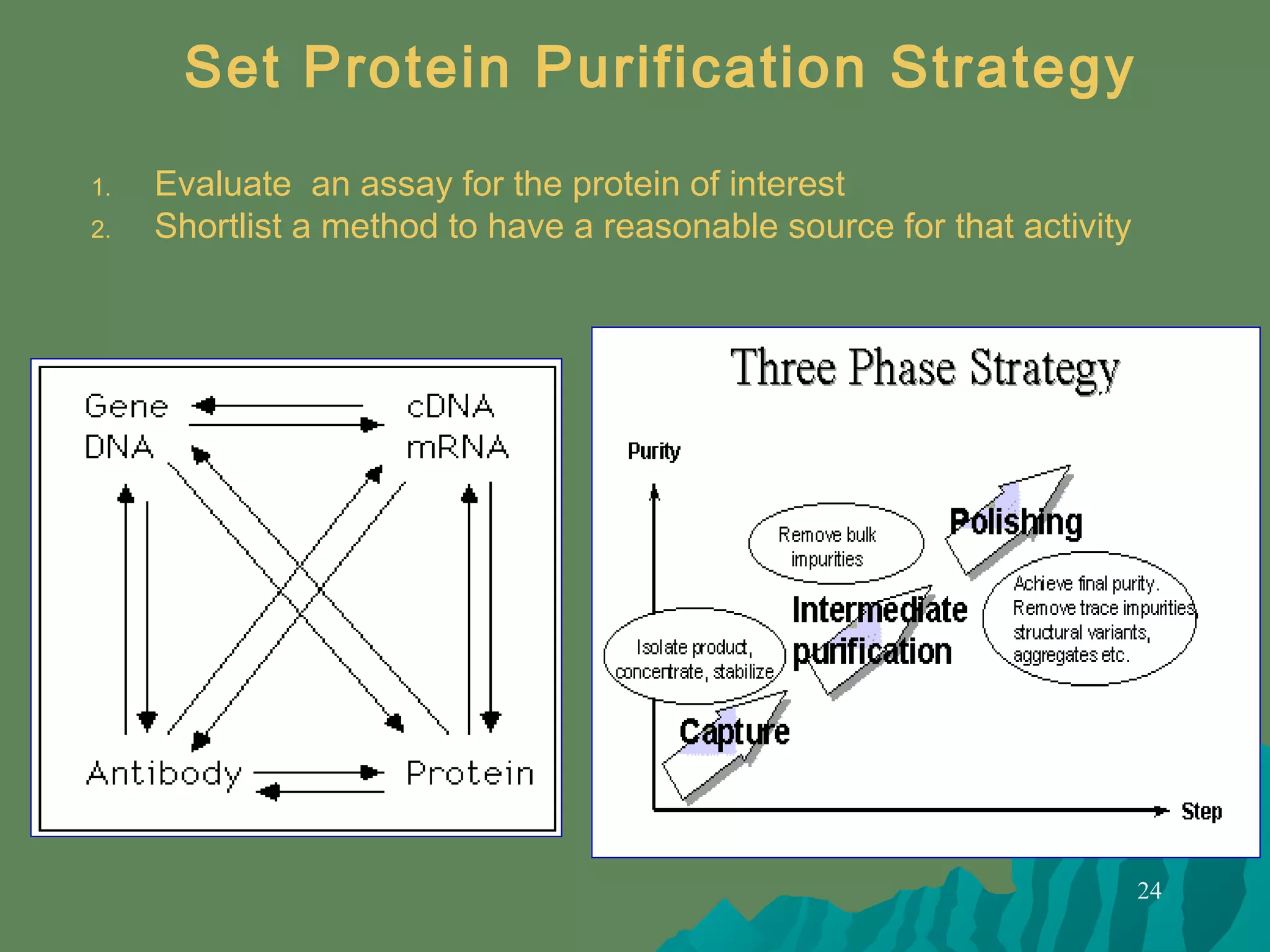 24
1. Evaluate an assay for the protein of interest
2. Shortlist a method to have a reasonable source for that activity
Set Protein Purification Strategy
 