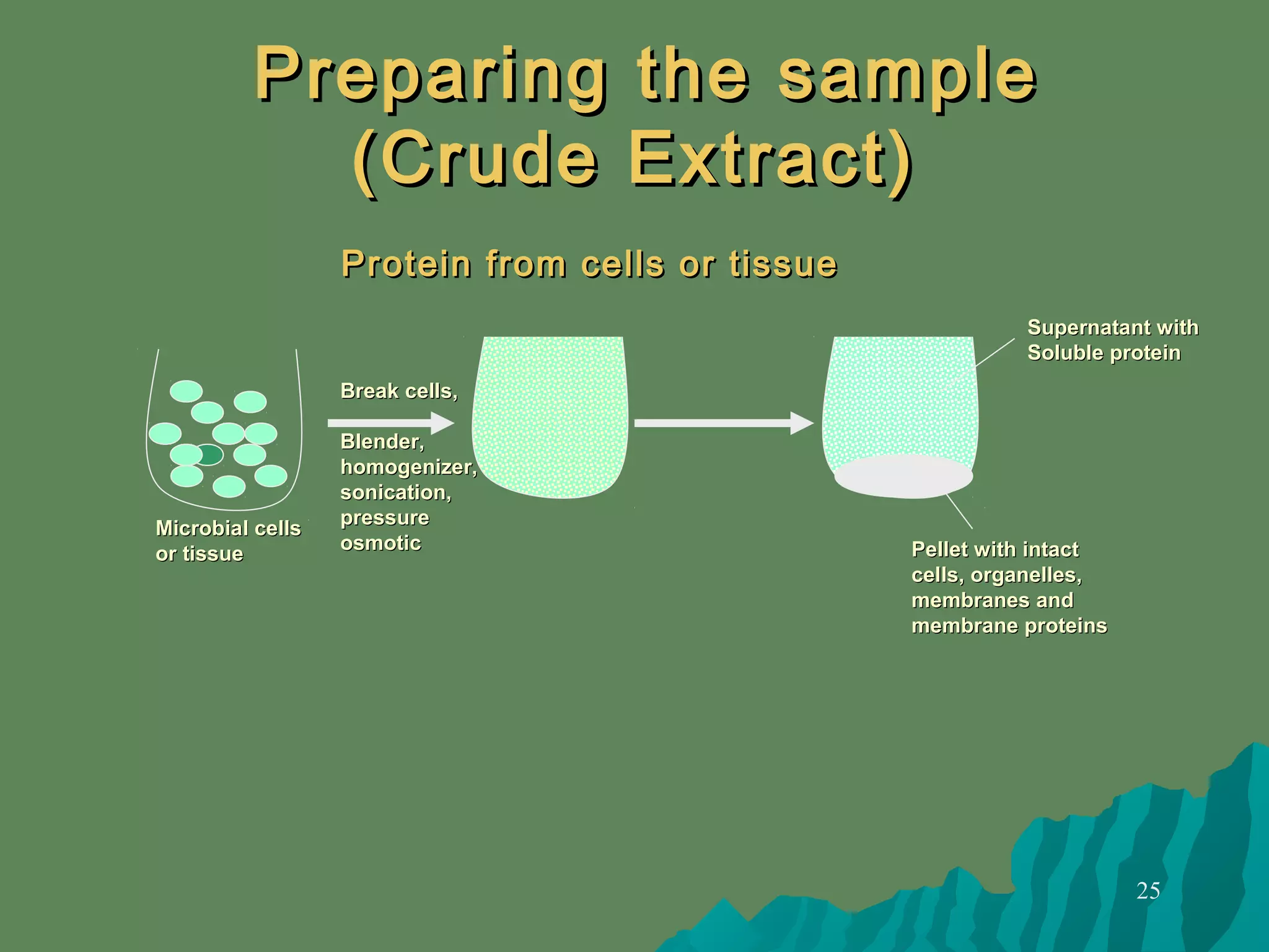 25
Preparing the samplePreparing the sample
(Crude Extract)(Crude Extract)
Protein from cells or tissueProtein from cells or tissue
Microbial cellsMicrobial cells
or tissueor tissue
Break cells,Break cells,
Blender,Blender,
homogenizer,homogenizer,
sonication,sonication,
pressurepressure
osmoticosmotic Pellet with intactPellet with intact
cells, organelles,cells, organelles,
membranes andmembranes and
membrane proteinsmembrane proteins
Supernatant withSupernatant with
Soluble proteinSoluble protein
 