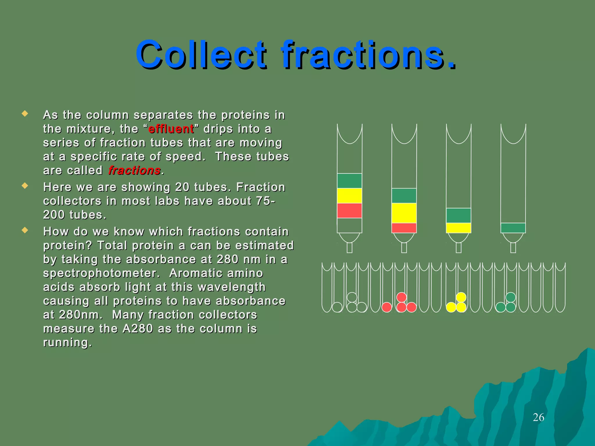 26
 As the column separates the proteins inAs the column separates the proteins in
the mixture, the “the mixture, the “ effluenteffluent ” drips into a” drips into a
series of fraction tubes that are movingseries of fraction tubes that are moving
at a specific rate of speed. These tubesat a specific rate of speed. These tubes
are calledare called fractionsfractions..
 Here we are showing 20 tubes. FractionHere we are showing 20 tubes. Fraction
collectors in most labs have about 75-collectors in most labs have about 75-
200 tubes.200 tubes.
 How do we know which fractions containHow do we know which fractions contain
protein? Total protein a can be estimatedprotein? Total protein a can be estimated
by taking the absorbance at 280 nm in aby taking the absorbance at 280 nm in a
spectrophotometer. Aromatic aminospectrophotometer. Aromatic amino
acids absorb light at this wavelengthacids absorb light at this wavelength
causing all proteins to have absorbancecausing all proteins to have absorbance
at 280nm. Many fraction collectorsat 280nm. Many fraction collectors
measure the A280 as the column ismeasure the A280 as the column is
running.running.
Collect fractions.Collect fractions.
 