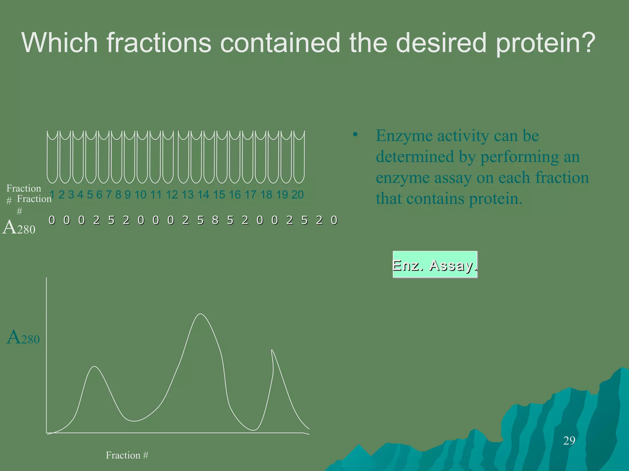 29
• Enzyme activity can be
determined by performing an
enzyme assay on each fraction
that contains protein.
Which fractions contained the desired protein?
A280
00 00 00 22 55 22 00 00 00 22 55 88 55 22 00 00 22 55 22 00
1 2 3 4 5 6 7 8 9 10 11 12 13 14 15 16 17 18 19 20
Fraction
#
A280
Fraction #
Enz. Assay.Enz. Assay.Enz. Assay.Enz. Assay.
Fraction
#
 