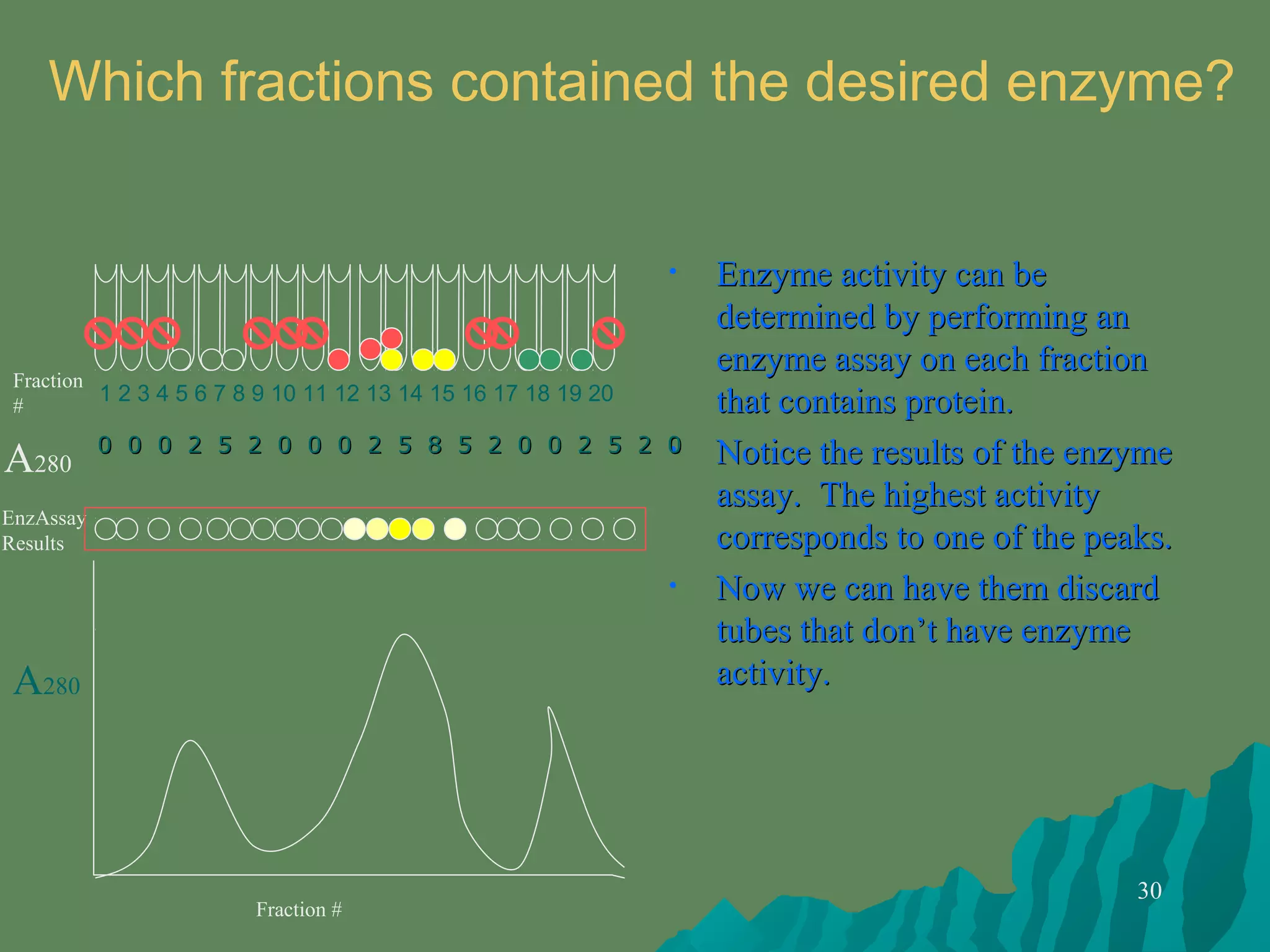 30
• Enzyme activity can beEnzyme activity can be
determined by performing andetermined by performing an
enzyme assay on each fractionenzyme assay on each fraction
that contains protein.that contains protein.
• Notice the results of the enzymeNotice the results of the enzyme
assay. The highest activityassay. The highest activity
corresponds to one of the peaks.corresponds to one of the peaks.
• Now we can have them discardNow we can have them discard
tubes that don’t have enzymetubes that don’t have enzyme
activity.activity.
Which fractions contained the desired enzyme?
A280
00 00 00 22 55 22 00 00 00 22 55 88 55 22 00 00 22 55 22 00
1 2 3 4 5 6 7 8 9 10 11 12 13 14 15 16 17 18 19 20
Fraction
#
A280
Fraction #
EnzAssay
Results
 