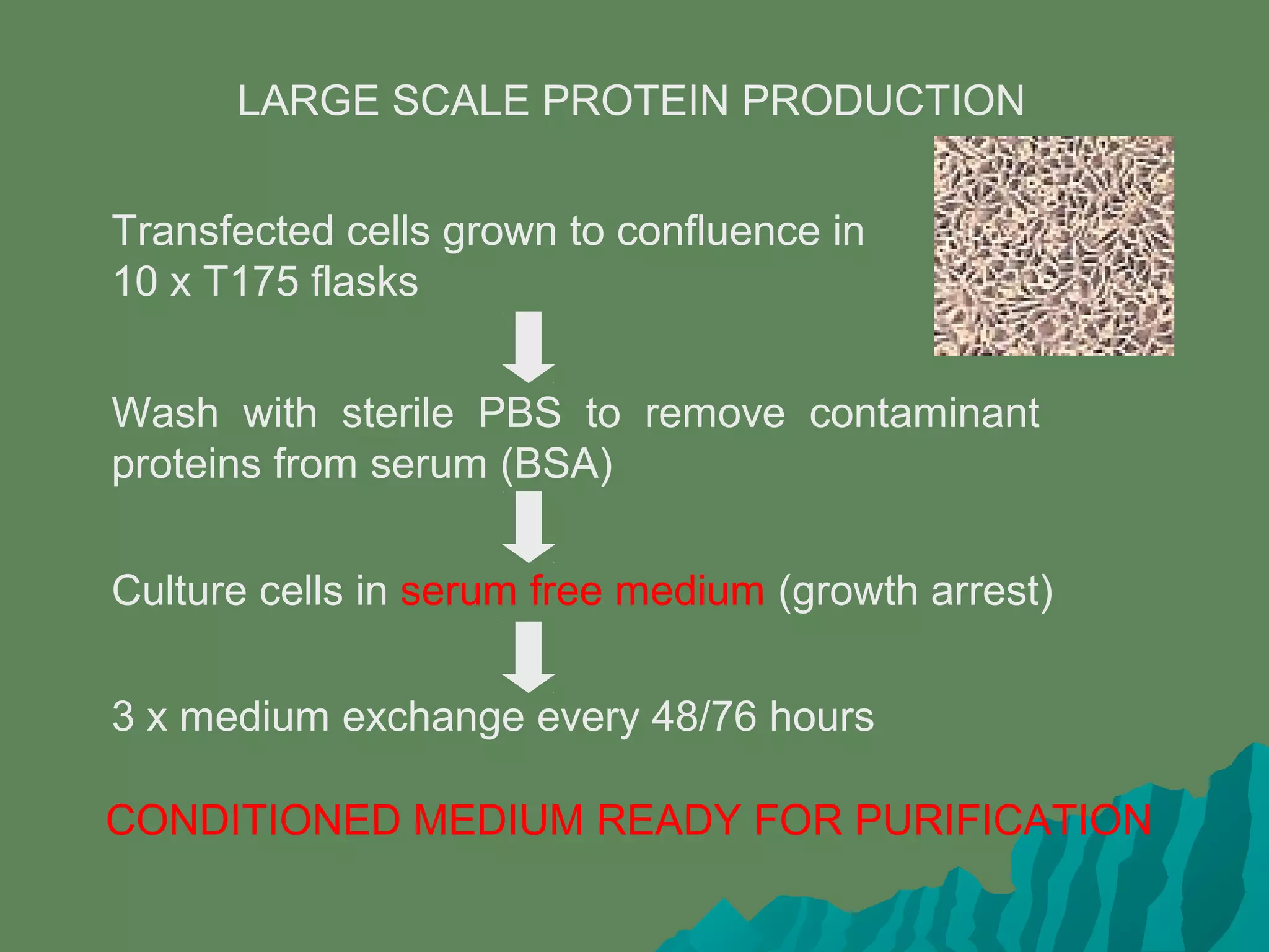 LARGE SCALE PROTEIN PRODUCTION
Transfected cells grown to confluence in
10 x T175 flasks
Wash with sterile PBS to remove contaminant
proteins from serum (BSA)
Culture cells in serum free medium (growth arrest)
3 x medium exchange every 48/76 hours
CONDITIONED MEDIUM READY FOR PURIFICATION
 