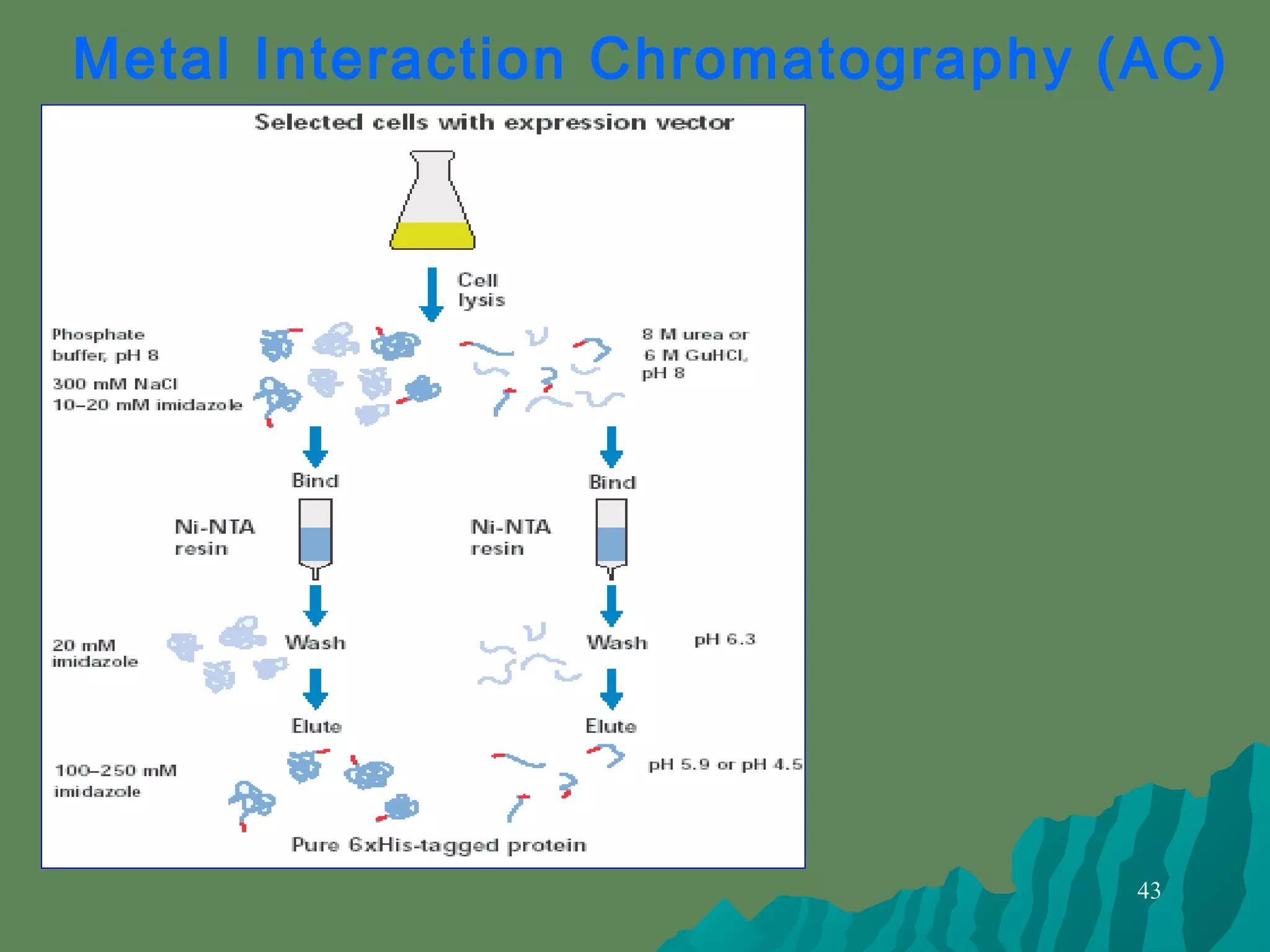 43
Metal Interaction Chromatography (AC)
Points to Note:
1. Avoid chelating agents
2. Increasing incubation
time
3. Slow gradient elution
 