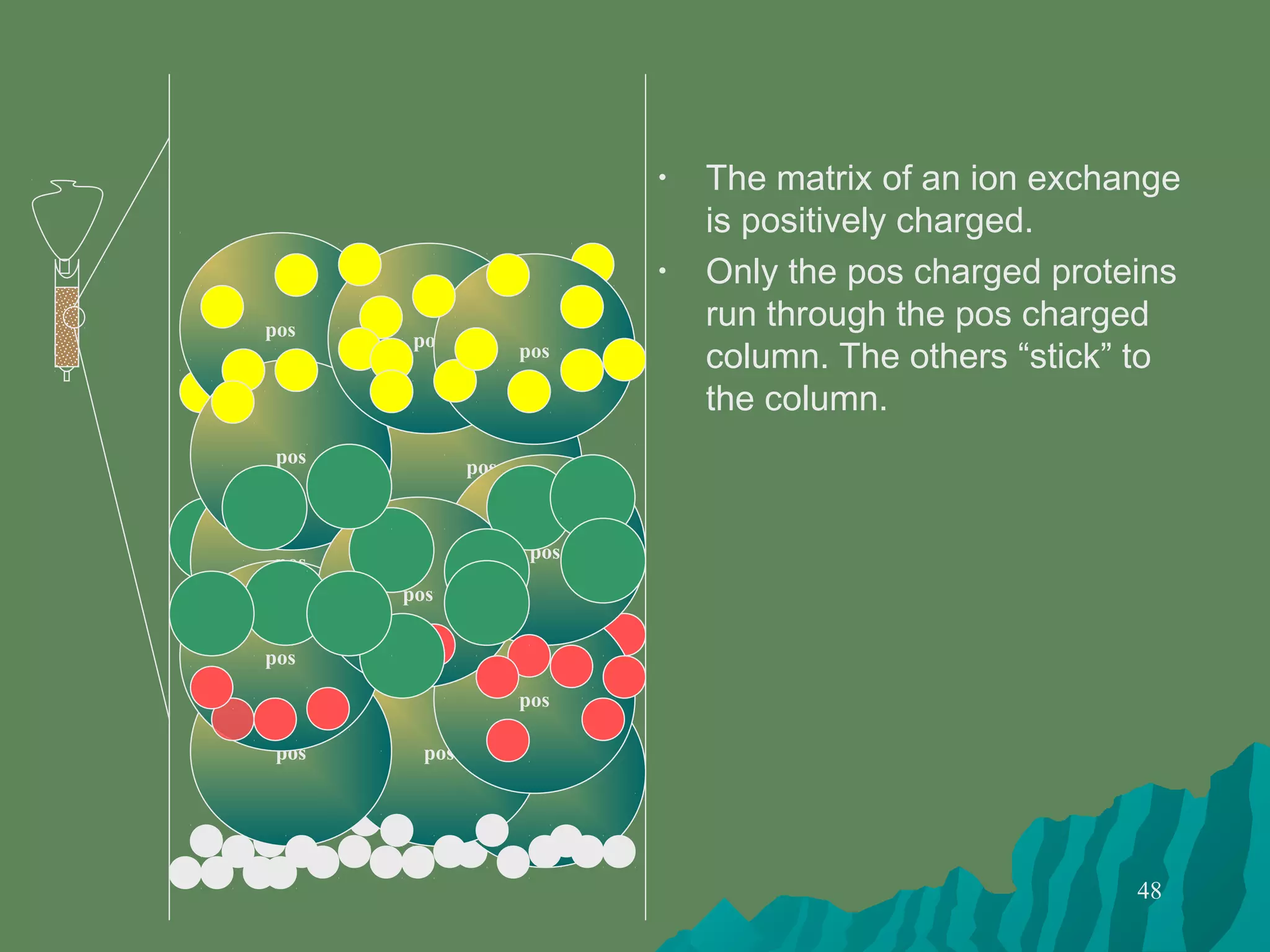 48
• The matrix of an ion exchange
is positively charged.
• Only the pos charged proteins
run through the pos charged
column. The others “stick” to
the column.
pos
pos
pos
pos
pos
pos
pos
pos
pos
pos
pos
pos
pos
 