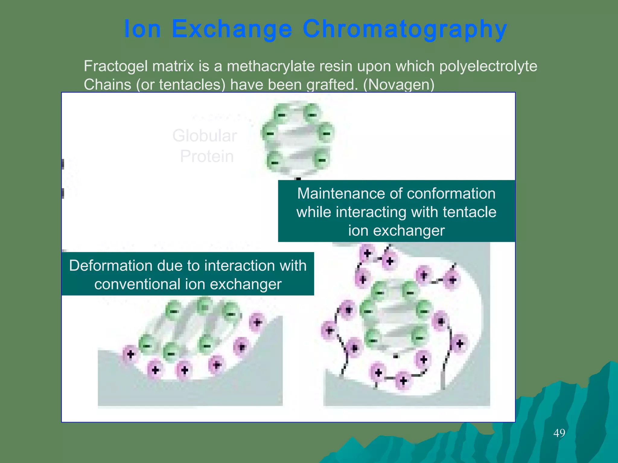 49
Fractogel matrix is a methacrylate resin upon which polyelectrolyte
Chains (or tentacles) have been grafted. (Novagen)
Ion Exchange Chromatography
Globular
Protein
Deformation due to interaction with
conventional ion exchanger
Maintenance of conformation
while interacting with tentacle
ion exchanger
 