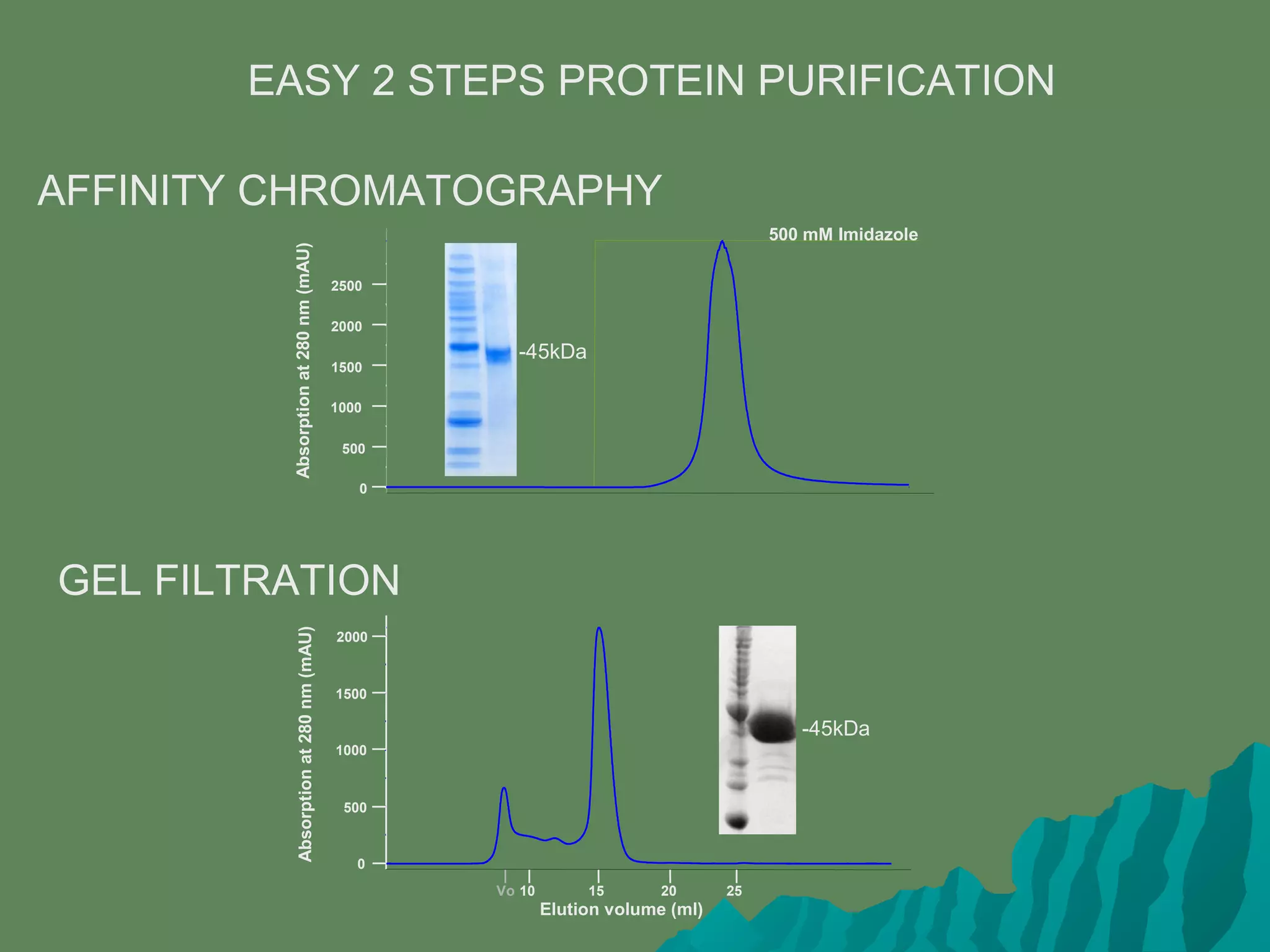 EASY 2 STEPS PROTEIN PURIFICATION
AFFINITY CHROMATOGRAPHY
GEL FILTRATION
0
500
Absorptionat280nm(mAU)
1000
1500
2000
2500
500 mM Imidazole
-45kDa
Elution volume (ml)
Vo 10 15 20 25
0
500
1000
1500
Absorptionat280nm(mAU)
2000
-45kDa
 
