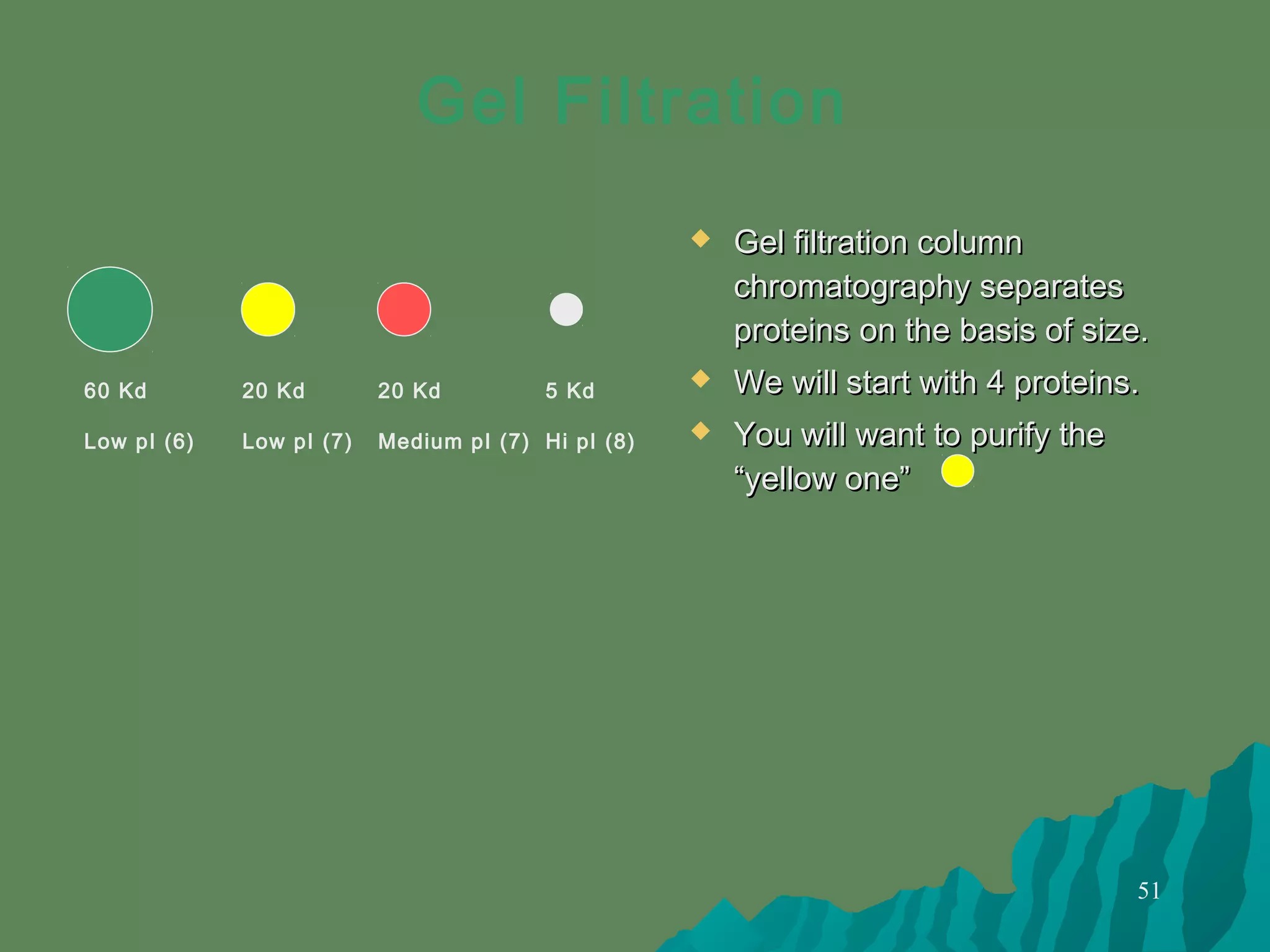 51
 Gel filtration columnGel filtration column
chromatography separateschromatography separates
proteins on the basis of size.proteins on the basis of size.
 We will start with 4 proteins.We will start with 4 proteins.
 You will want to purify theYou will want to purify the
“yellow one”“yellow one”
60 Kd
Low pI (6)
20 Kd
Low pI (7)
20 Kd
Medium pI (7)
5 Kd
Hi pI (8)
Gel Filtration
 