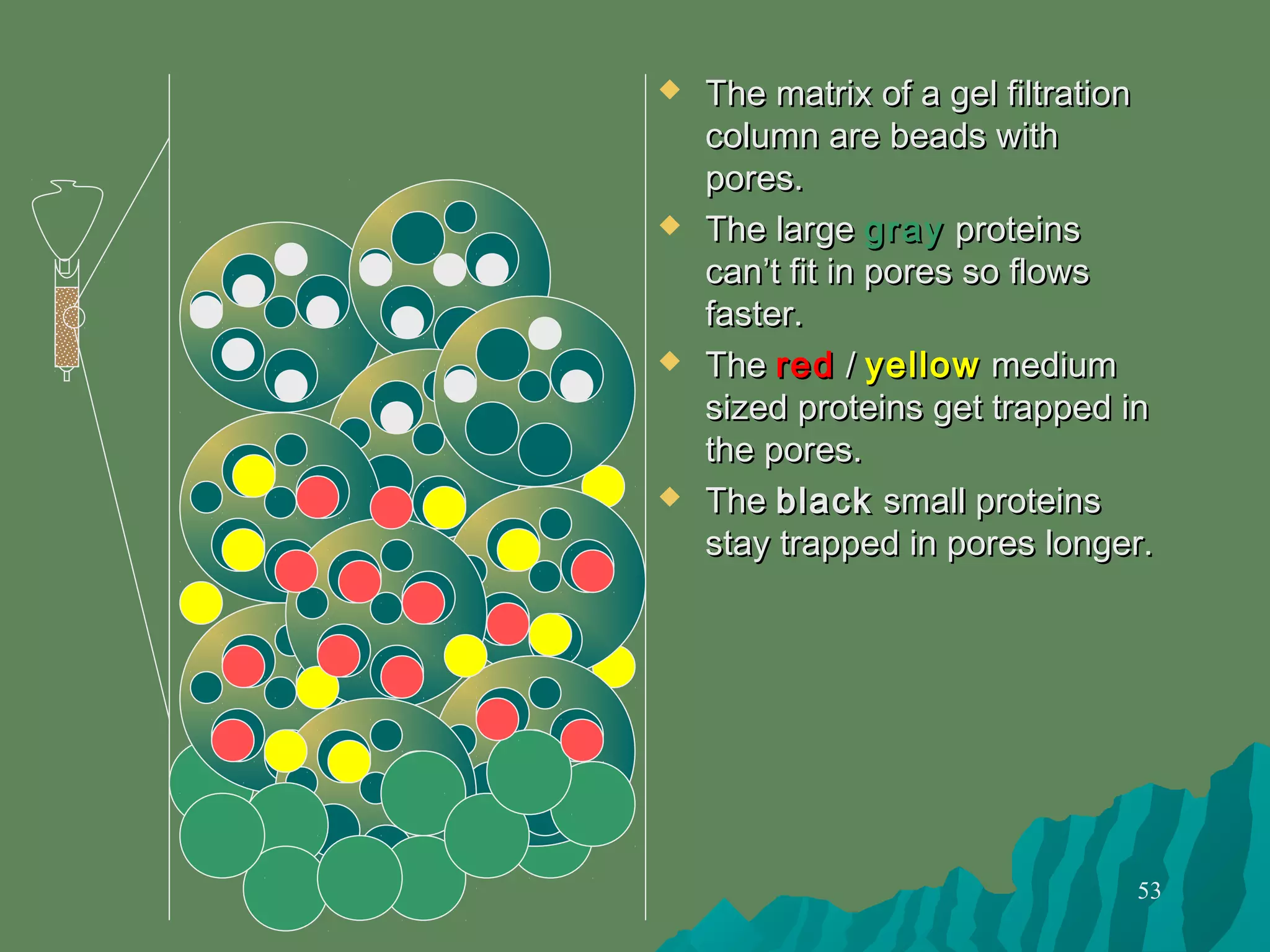 53
 The matrix of a gel filtrationThe matrix of a gel filtration
column are beads withcolumn are beads with
pores.pores.
 The largeThe large graygray proteinsproteins
can’t fit in pores so flowscan’t fit in pores so flows
faster.faster.
 TheThe redred // yellowyellow mediummedium
sized proteins get trapped insized proteins get trapped in
the pores.the pores.
 TheThe blackblack small proteinssmall proteins
stay trapped in pores longer.stay trapped in pores longer.
 
