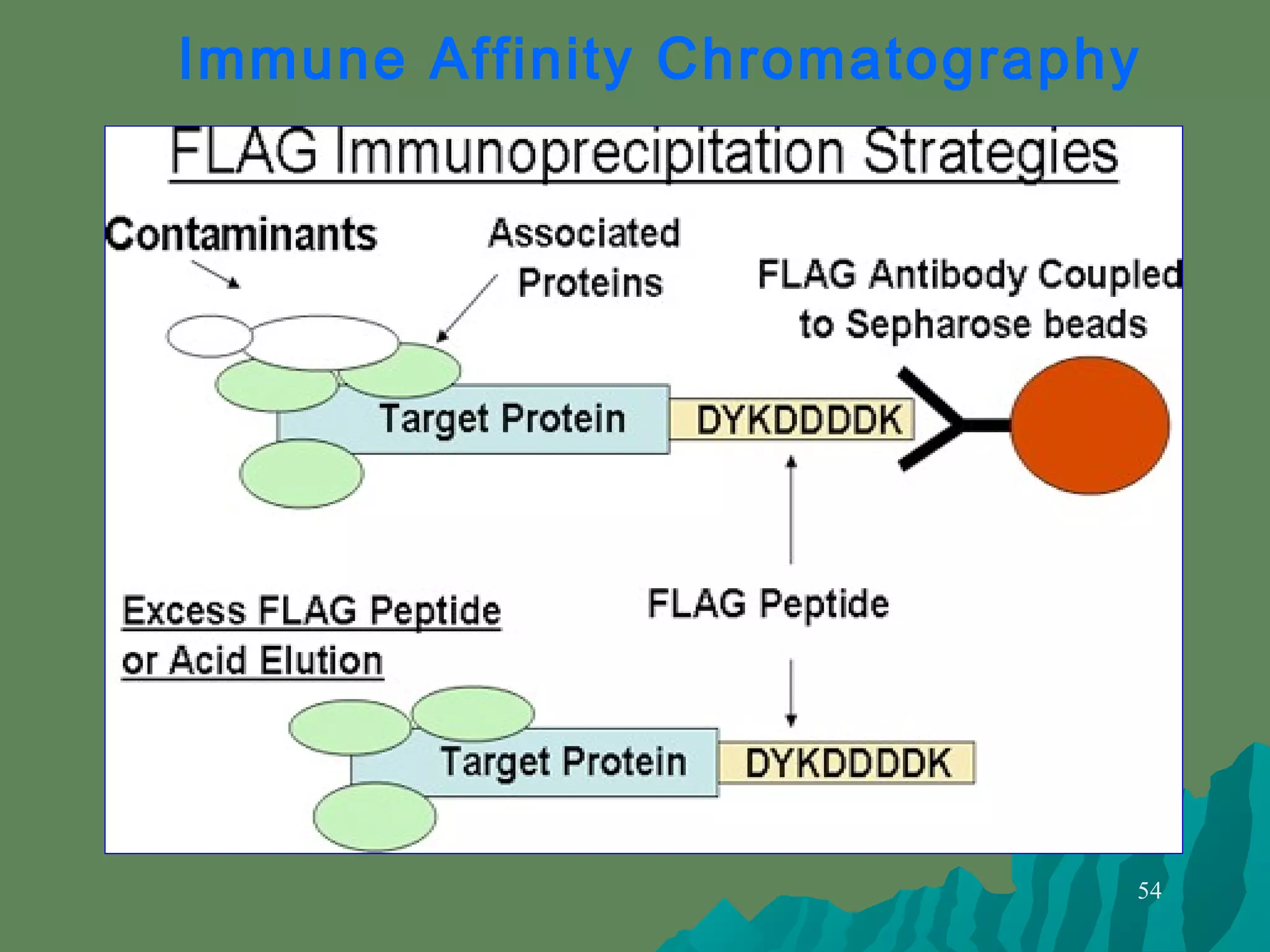 54
Immune Affinity Chromatography
 