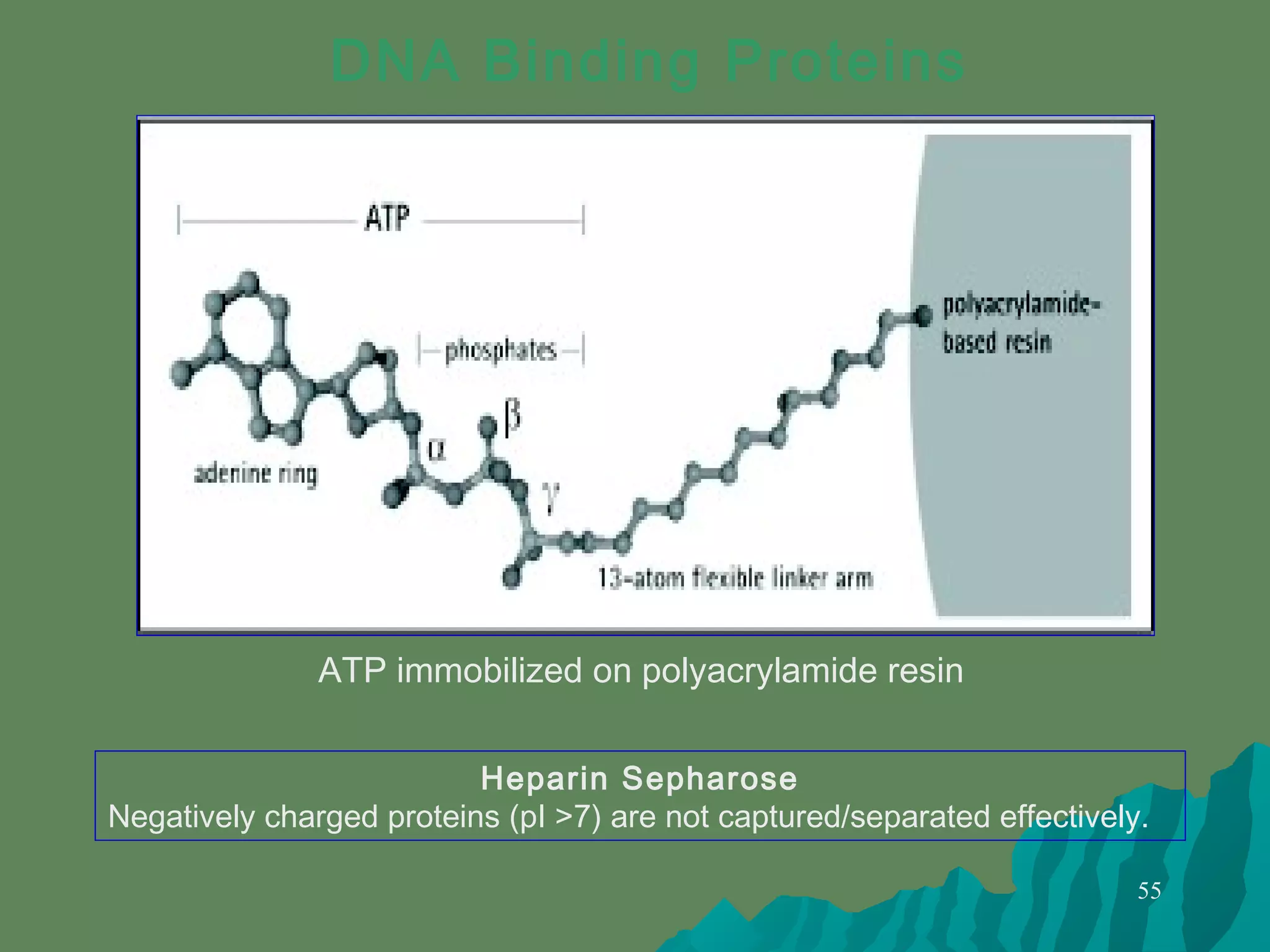 55
ATP immobilized on polyacrylamide resin
DNA Binding Proteins
Heparin Sepharose
Negatively charged proteins (pI >7) are not captured/separated effectively.
 