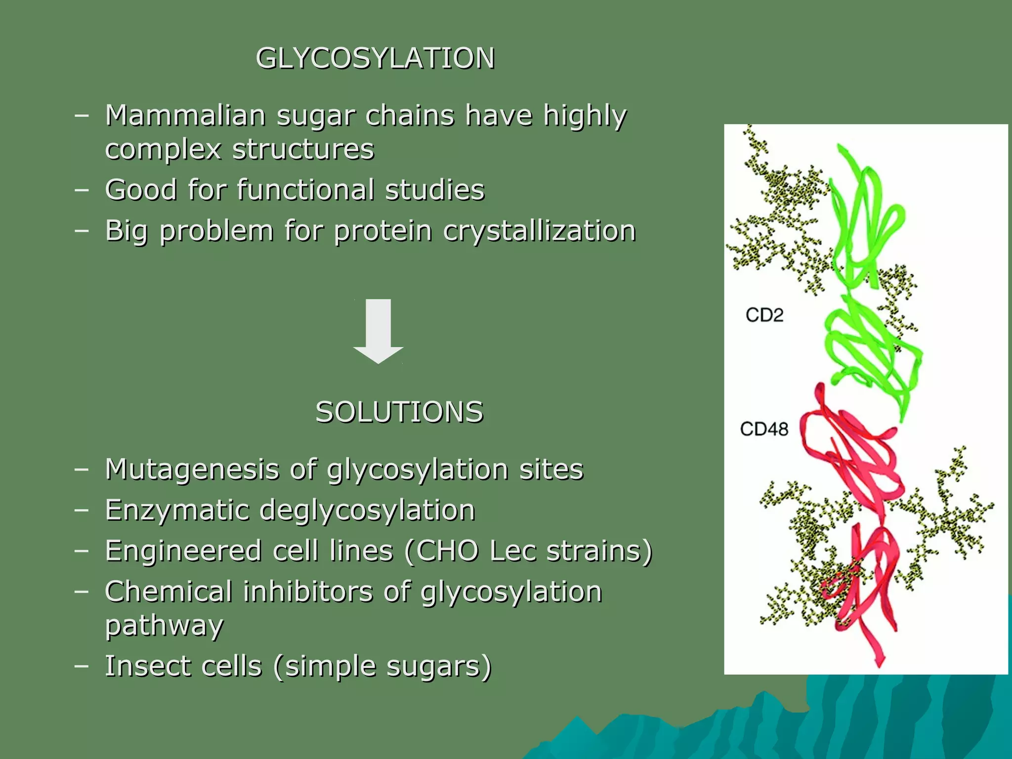 GLYCOSYLATIONGLYCOSYLATION
– Mammalian sugar chains have highlyMammalian sugar chains have highly
complex structurescomplex structures
– Good for functional studiesGood for functional studies
– Big problem for protein crystallizationBig problem for protein crystallization
SOLUTIONSSOLUTIONS
– Mutagenesis of glycosylation sitesMutagenesis of glycosylation sites
– Enzymatic deglycosylationEnzymatic deglycosylation
– Engineered cell lines (CHO Lec strains)Engineered cell lines (CHO Lec strains)
– Chemical inhibitors of glycosylationChemical inhibitors of glycosylation
pathwaypathway
– Insect cells (simple sugars)Insect cells (simple sugars)
 