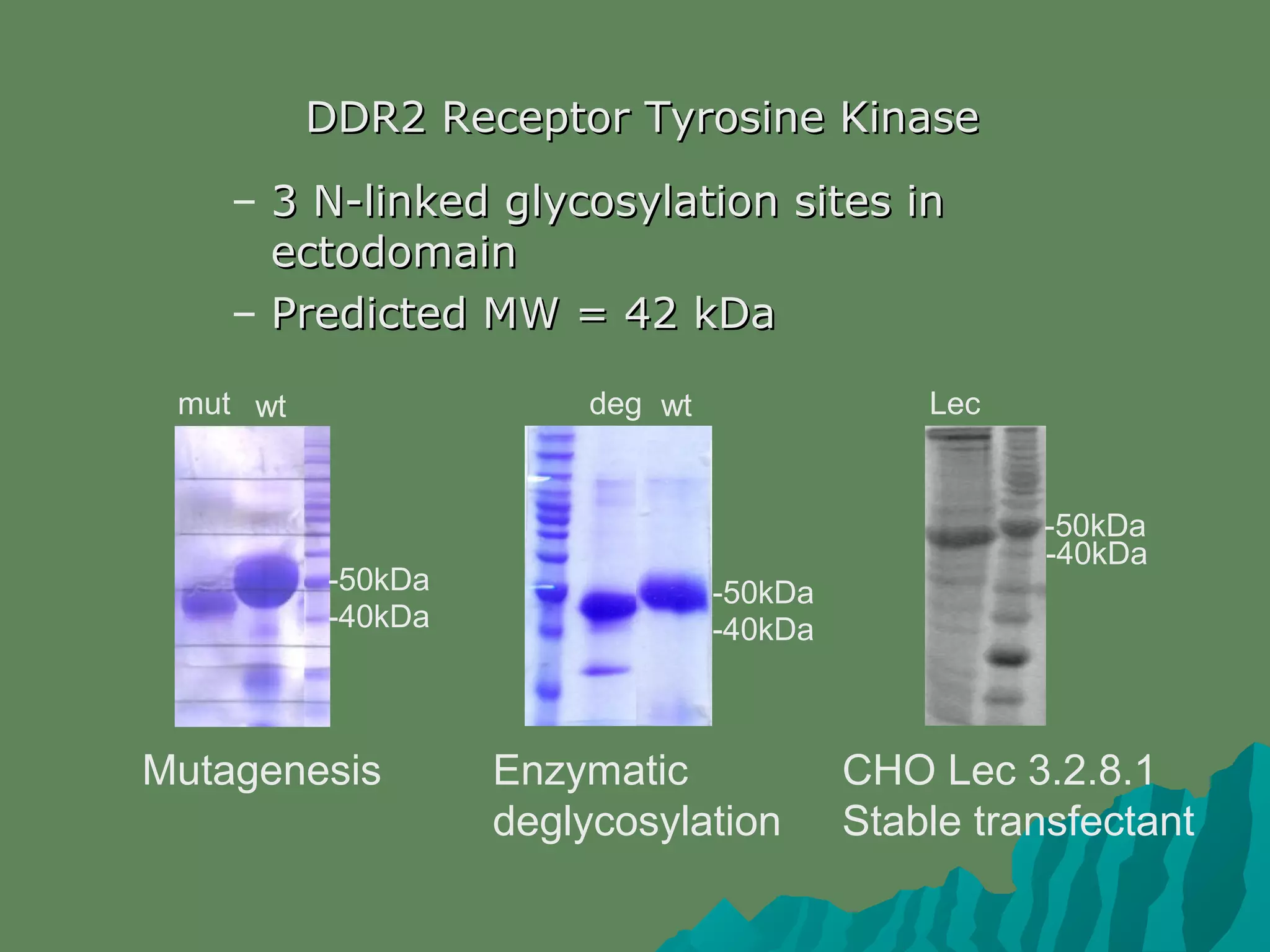 DDR2 Receptor Tyrosine KinaseDDR2 Receptor Tyrosine Kinase
– 3 N-linked glycosylation sites in3 N-linked glycosylation sites in
ectodomainectodomain
– Predicted MW = 42 kDaPredicted MW = 42 kDa
Mutagenesis Enzymatic
deglycosylation
CHO Lec 3.2.8.1
Stable transfectant
-50kDa
-40kDa -40kDa
-50kDa
-50kDa
-40kDa
wt wtmut deg Lec
 