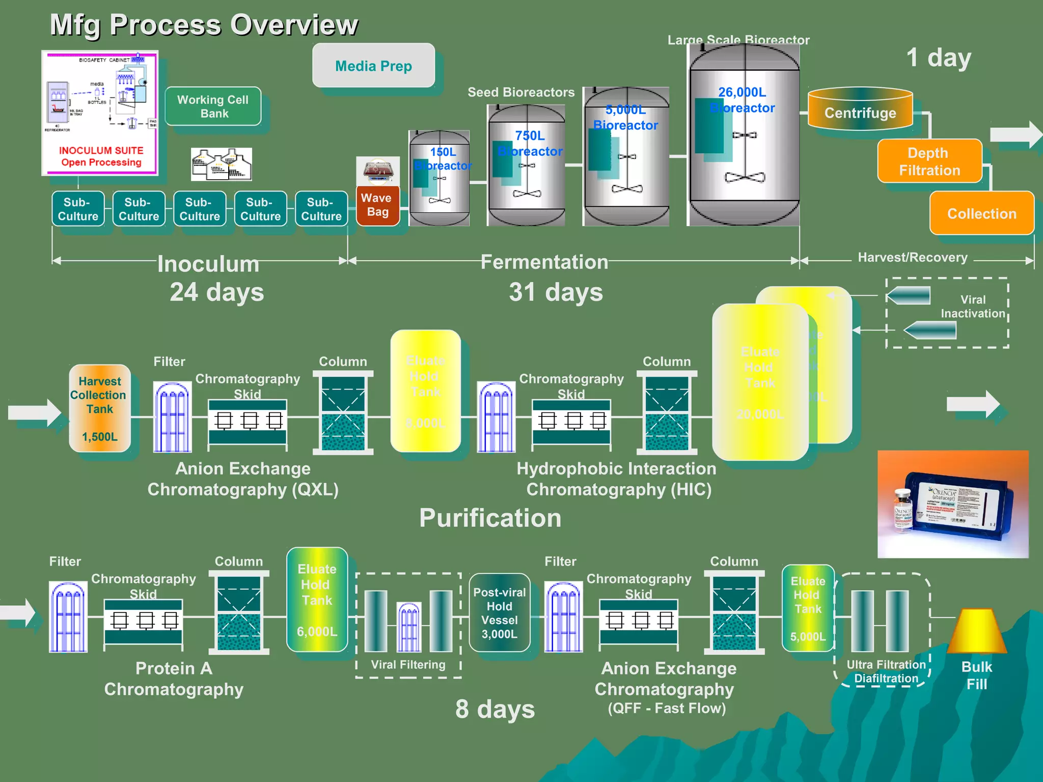 Media Prep
Media Prep
Working Cell
Bank
Working Cell
Bank
Sub-
Culture
Sub-
Culture
Inoculum
Sub-
Culture
Sub-
Culture Sub-
Culture
Sub-
Culture Sub-
Culture
Sub-
Culture Sub-
Culture
Sub-
Culture
Large Scale Bioreactor
Wave
Bag
Wave
Bag
Seed Bioreactors
Fermentation
150L
Bioreactor
750L
Bioreactor
5,000L
Bioreactor
26,000L
Bioreactor
Depth
Filtration
Depth
Filtration
Collection
Collection
Centrifuge
Centrifuge
Harvest/Recovery
Harvest
Collection
Tank
1,500L
Harvest
Collection
Tank
1,500L
Filter
Chromatography
Skid
Anion Exchange
Chromatography (QXL)
Column
Eluate
Hold
Tank
8,000L
Eluate
Hold
Tank
8,000L
Eluate
Hold
Tank
6,000L
Eluate
Hold
Tank
6,000L
Filter
Chromatography
Skid
Protein A
Chromatography
Column
Chromatography
Skid
Column
Eluate
Hold
Tank
20,000L
Eluate
Hold
Tank
20,000L
Hydrophobic Interaction
Chromatography (HIC)
Eluate
Hold
Tank
20,000L
Eluate
Hold
Tank
20,000L
Viral
Inactivation
Eluate
Hold
Tank
5,000L
Eluate
Hold
Tank
5,000L
Filter
Chromatography
Skid
Anion Exchange
Chromatography
(QFF - Fast Flow)
Column
Post-viral
Hold
Vessel
3,000L
Post-viral
Hold
Vessel
3,000L
Viral Filtering Ultra Filtration
Diafiltration
Bulk
Fill
Purification
24 days 31 days
8 days
1 day
Mfg Process OverviewMfg Process Overview
 