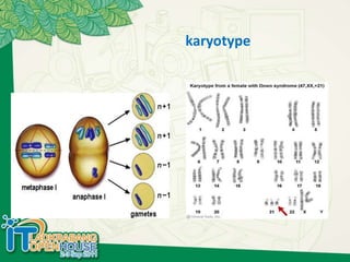 karyotype