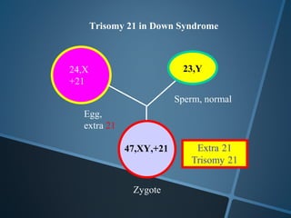 Trisomy 21 in Down Syndrome



24,X                       23,Y
+21
                          Sperm, normal
   Egg,
   extra 21

              47,XY,+21



                Zygote
 