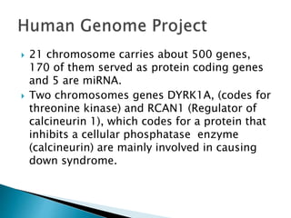  21 chromosome carries about 500 genes,
170 of them served as protein coding genes
and 5 are miRNA.
 Two chromosomes genes DYRK1A, (codes for
threonine kinase) and RCAN1 (Regulator of
calcineurin 1), which codes for a protein that
inhibits a cellular phosphatase enzyme
(calcineurin) are mainly involved in causing
down syndrome.
 