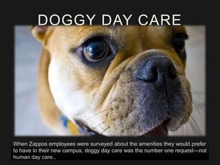 DOGGY DAY CARE

When Zappos employees were surveyed about the amenities they would prefer
to have in their new campus, doggy day care was the number one request—not
human day care..

 