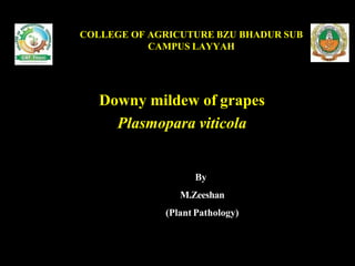 COLLEGE OF AGRICUTURE BZU BHADUR SUB
CAMPUS LAYYAH
Downy mildew of grapes
Plasmopara viticola
By
M.Zeeshan
(Plant Pathology)
 