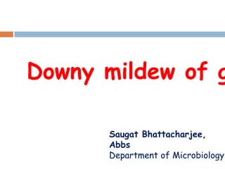 Downy mildew of g
Saugat Bhattacharjee,
Abbs
Department of Microbiology

 