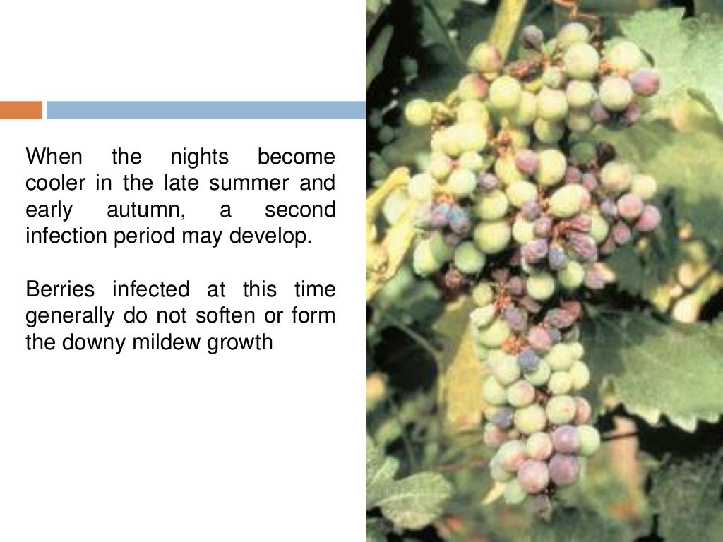 Downy mildew of grapes