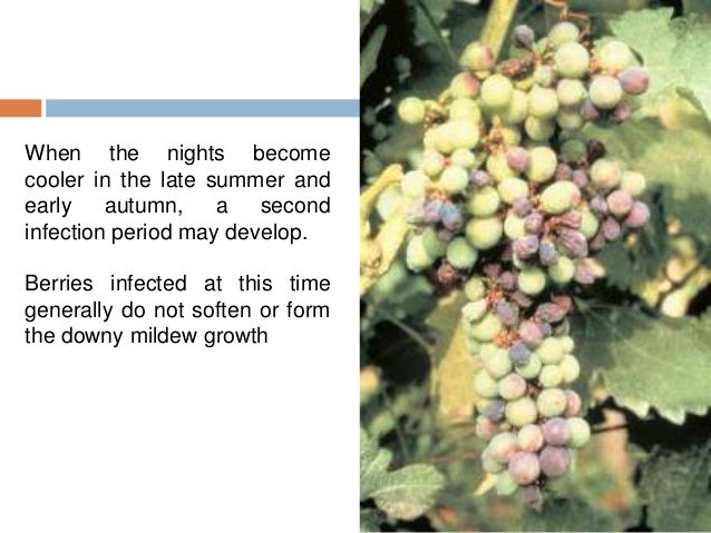 Downy Mildew Of Grapes