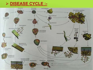  DISEASE CYCLE :-
 Figure:
 