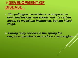 DEVELOPMENT OF
DISEASE :
 The pathogen overwinters as oospores in
dead leaf lesions and shoots and , in certain
areas, as mycelium in infected, but not killed,
twigs.
 During rainy periods in the spring the
oospores germinate to produce a sporangium.
 