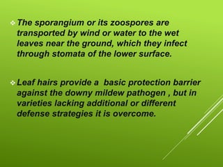 The sporangium or its zoospores are
transported by wind or water to the wet
leaves near the ground, which they infect
through stomata of the lower surface.
Leaf hairs provide a basic protection barrier
against the downy mildew pathogen , but in
varieties lacking additional or different
defense strategies it is overcome.
 